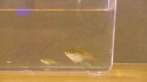 Female Endler's Livebearers