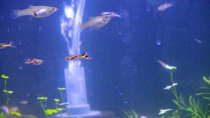 Endler's Livebearers